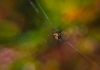 Spiders web